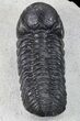 Detailed, Austerops Trilobite - Morocco #66902-4